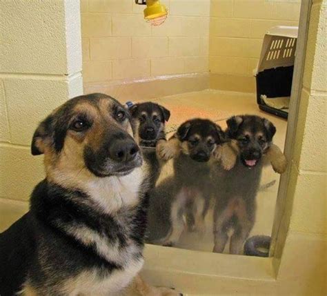 21 Pictures Of Puppies And Their Parents To Get You Through The Week