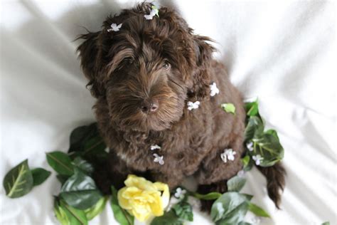 He is a beautiful merle color, has great temperament and is extremely smart. Labradoodle Puppies For Sale | Wellington, FL #308823
