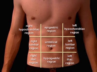 Abdominal muscles are also required for the maintenance of posture and balance, as well as (2016). Medical Education: Abdominal surface anatomy