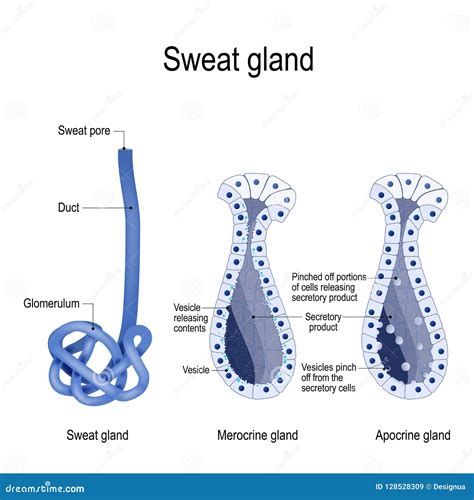 Sweat Gland Cross Section Stock Vector Illustration Of Anatomical