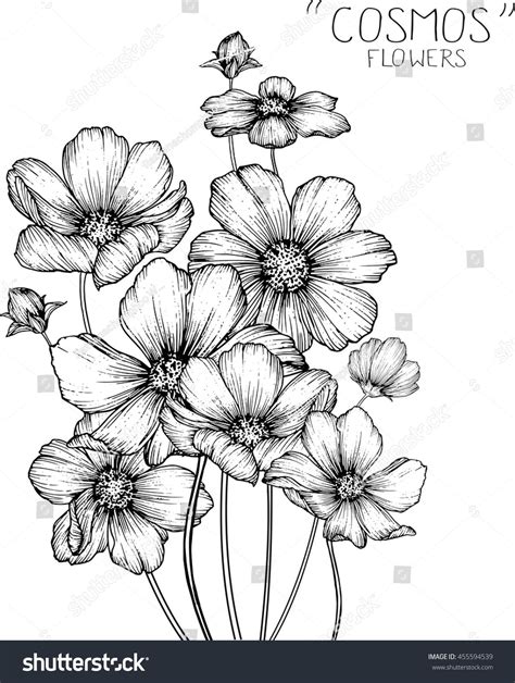 cosmos flowers clip art or illustration. | Flower drawing, Flower line