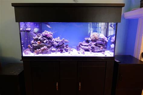 Tucker murphy™ pet guitierrez all wood rectangle aquarium reef cabinet and canopy combo color: DeepBrew's 75 Gallon Reef | REEF2REEF Saltwater and Reef ...