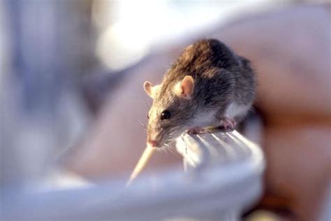 This significantly cuts down on productivity and. What to Know About the Difference Between Rats and Mice ...