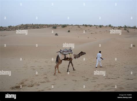 Indian Guy With His Camel Walking On The Dunes In Thar Desert Near
