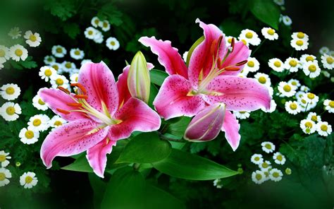 Download Nature Lily Hd Wallpaper