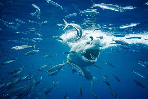 Η καλύτερη φώτο της ημέρας Shark Images National Geographic Photo