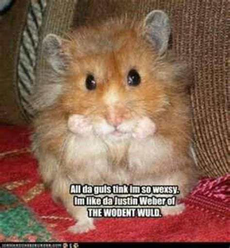 60 Best Hamsters Images On Pinterest Animal Babies Hamster Stuff And Rodents