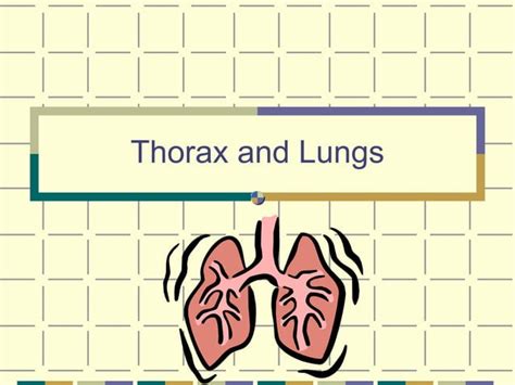 Thorax And Lungs Structure Function Outline Ppt