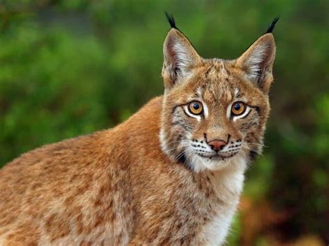 Bobcat Population Are On The Rise In North Carolina Charlotte Nc Patch