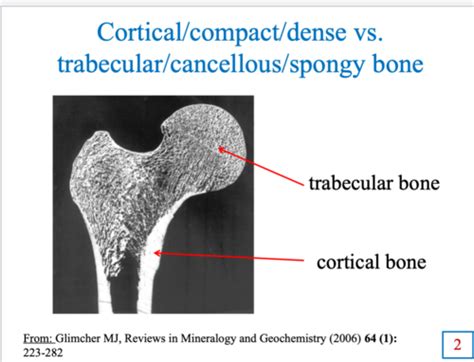 Lecture 2 Bone Physiology Flashcards Quizlet