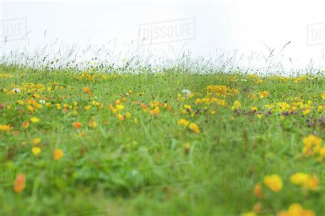 Meadow With Wildflowers Stock Photo Dissolve