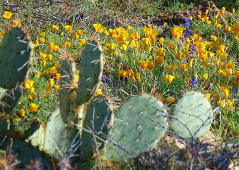 Maybe you would like to learn more about one of these? Tucson Wildflowers in the Arizona Sonoran Desert