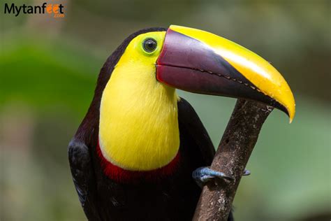 The 6 Different Toucans In Costa Rica Best Places And Time To See Them
