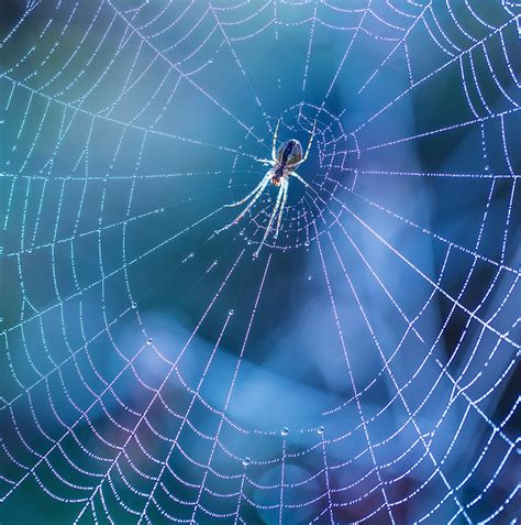 What Are Spider Webs Made Of And More Fascinating Spider Facts Green