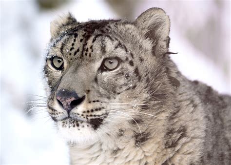Endangered Snow Leopard Facts For Kids Home Design Ideas