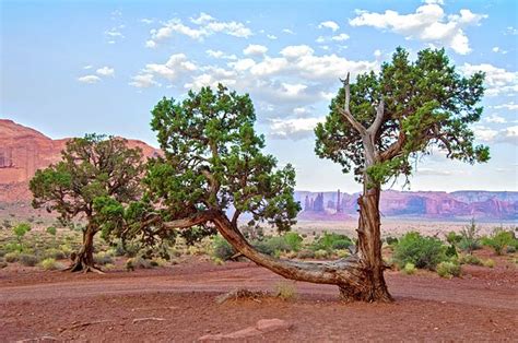 Juniper Trees In Arizona Desert Entrenched Online Journal Picture Gallery