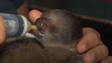 Florida Zoo Welcomes First Baby Sloth Birth Huffpost Uk Life