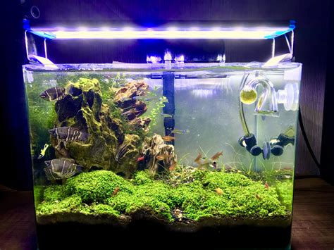 Get it as soon as thu, feb 11. Pin by William Au on Aquascaping (scapewillyscape ...