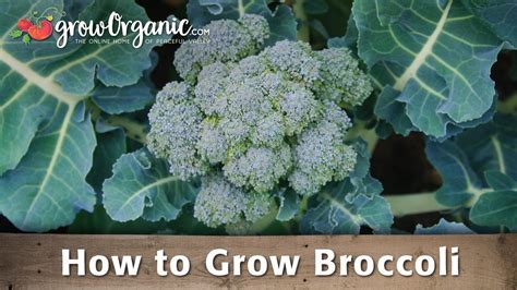 How To Grow Organic Broccoli Youtube