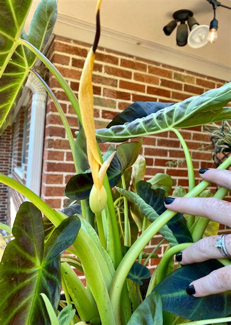 Blooming Elephant Ear I Have Been Growing Ears For Over 5 Years And