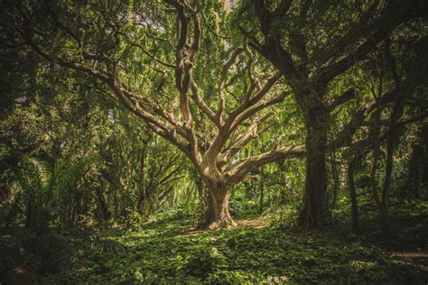 フリー写真 森の中の木の風景でアハ体験 Gahag 著作権フリー写真・イラスト素材集