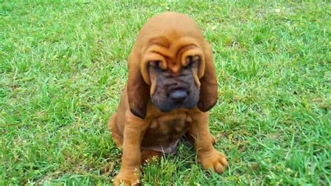 Breeds include poodle, labrador, staffordshire bull terrier and more. Bloodhound puppies | LoL Picture Collection