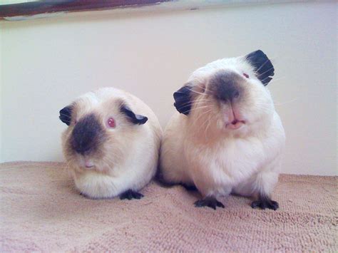 Enter your email address to receive alerts when we have new listings available for guinea pigs for sale pets at home. Himalayan guinea pig for sale - Puppies for Sale, Dogs for ...