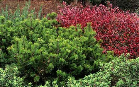 Transform Your Garden With Low Maintenance Dwarf Conifers