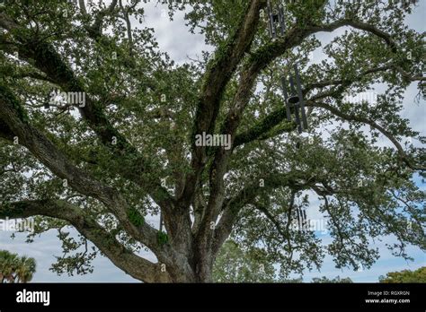 New Orleans Oak Trees Hi Res Stock Photography And Images Alamy