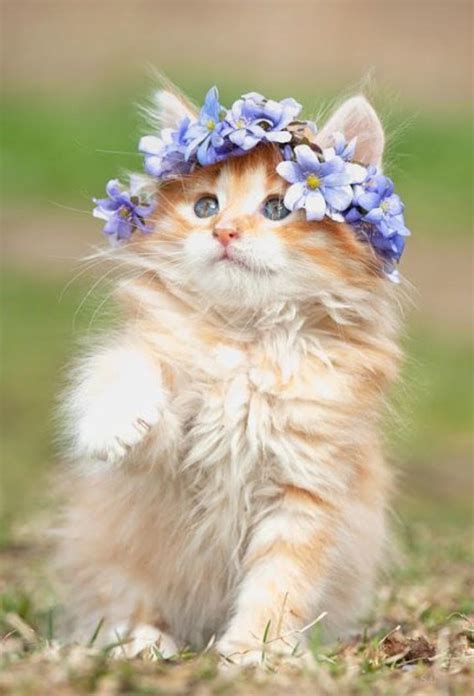 Ginger Kitten With A Flower Crown Raww