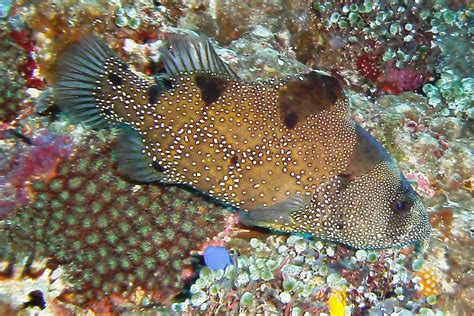 The Spotted Soapfish - Whats That Fish!