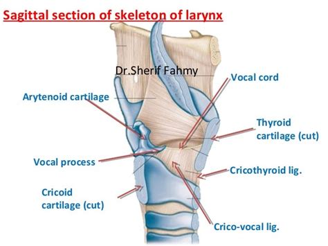 The Larynx Anatomy Of The Neck