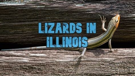 6 Lizards In Illinois Pictures And Identification Guide