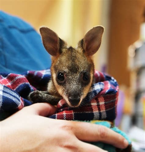 Photos From Treating Patients Australia Zoo Wildlife Hospital