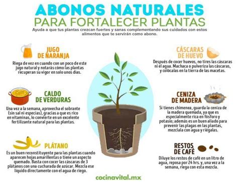 6 Abonos Naturales Que Ayudarán A Fortalecer Tus Plantas En 2020