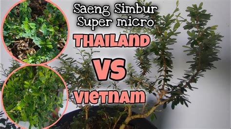 Perbedaan Yang Mendasar Pada Saeng Simbur Super Micro Vietnam Dan