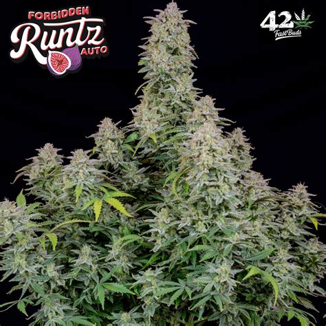 Fast Buds Strawberry Banana Auto Feminised Cannabis Seeds Natural