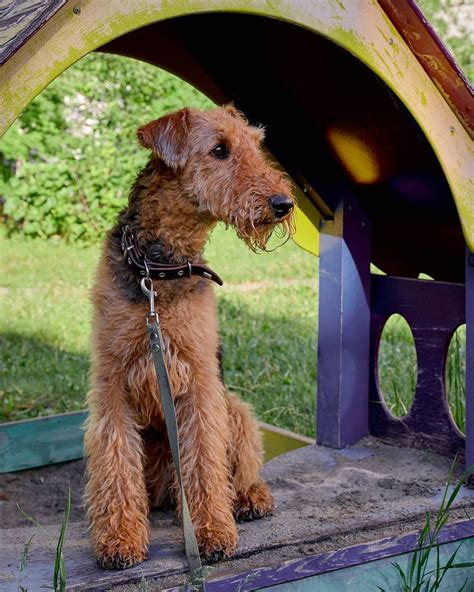 15 Amazing Facts About Airedale Terriers You Probably Never Knew