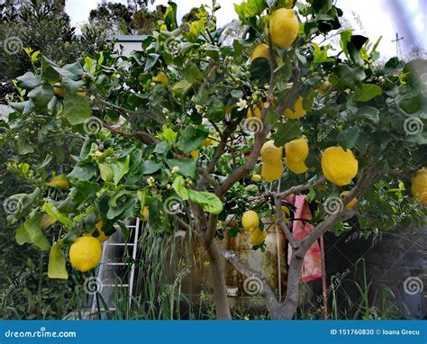 Lemon Tree In A Garden With Ladder Stock Photo Image Of Nature Large