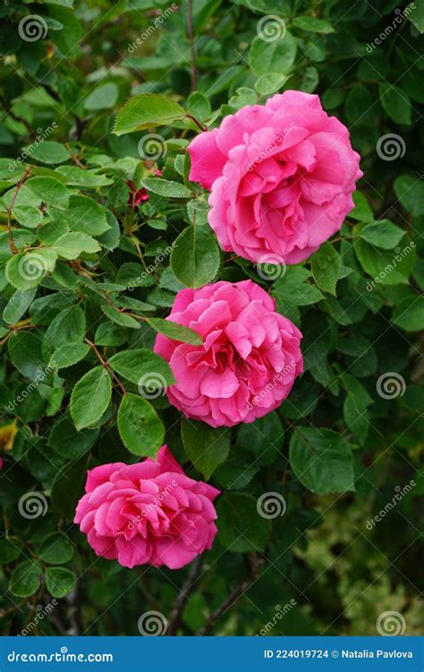 The Climbing Rose `pink Climber` Forms Dark Pink Flowers In June In The