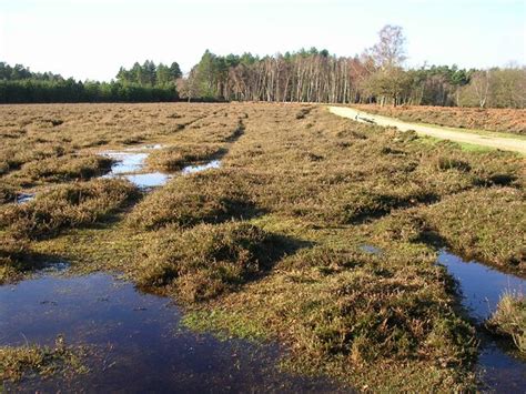 Lets Look At Some Real Peat Bogs Peat Bog New Forest Peat