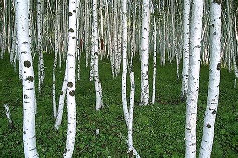 White Birch Trees Betula Platyphylla In Siberia Chita