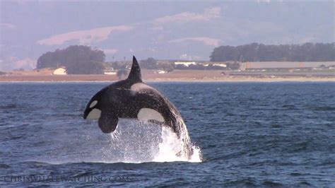 Breaching Orca Killer Whales Monterey California Youtube