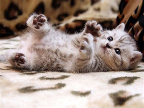 Rüyada Kedi Görmek Ne Anlama Gelir? - kadinev.com