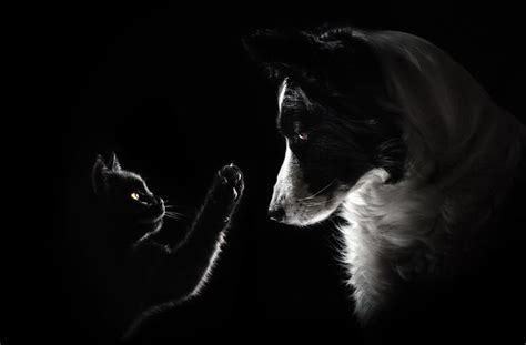 Cat And Dog Lovely Portrait On A Black Background Magic Light