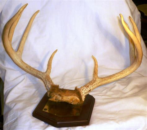 8 Point Whitetail Deer Antlers Nicely Mounted By Shipleys Sporting