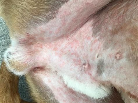 What Can I Put On My Dogs Belly Rash
