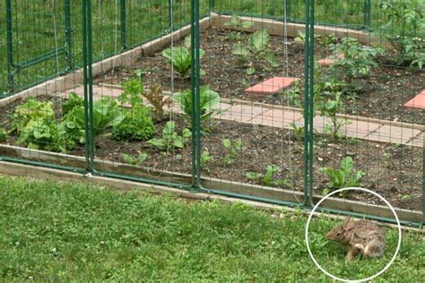 Garden Fencing Protection From Deer Rabbit Proof Critter Gardening