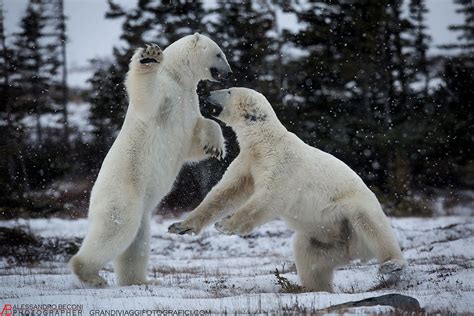 Polar Bear Fight Juzaphoto