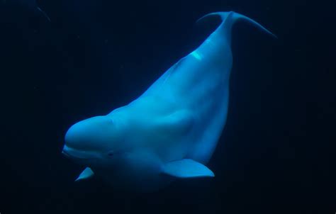 Beluga Beluga Whale Vancouver Bill Liao Flickr